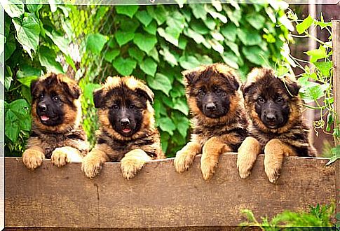 German shepherd puppies look over a brick wall