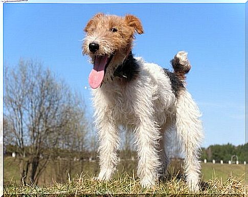 The wirehaired fox terrier