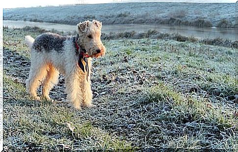 The wirehaired fox terrier, personality