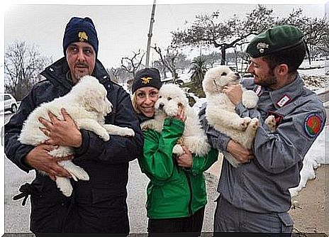 Three puppies were rescued from a hotel after a landslide in Italy