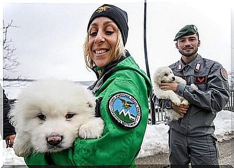 The pups survived the landslide that spilled an Italian hotel