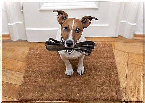 Dog with a leash in its mouth wants to go for a walk