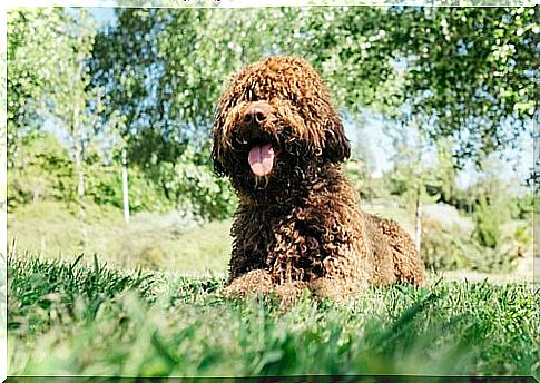 Hygiene and grooming of a water dog