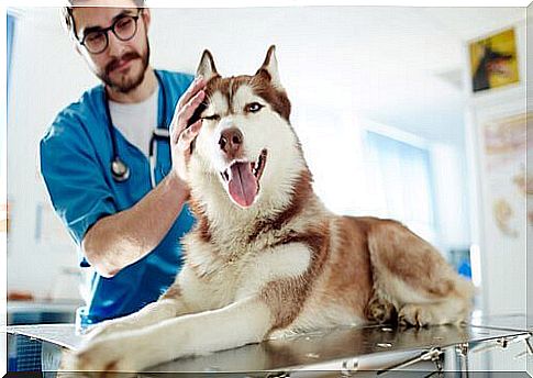 Vet feels a husky's ear