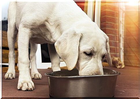 Types of dog foods for every breed of dog