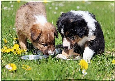 Arten von Hundefutter je nach Rasse zum Beispiel Collies