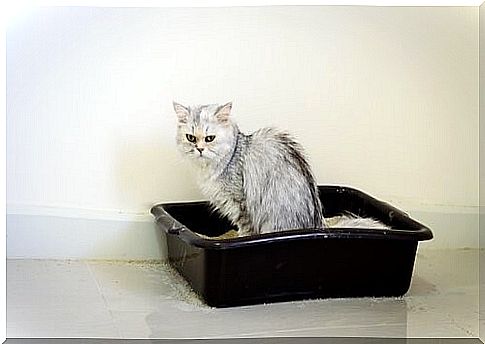 Urinary tract diseases in cats - cat sits in the litter box