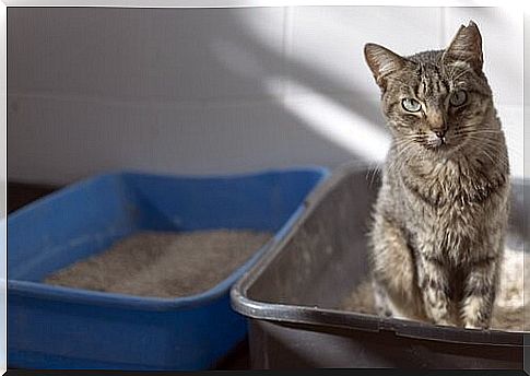 Urinary tract disease in cats - cat