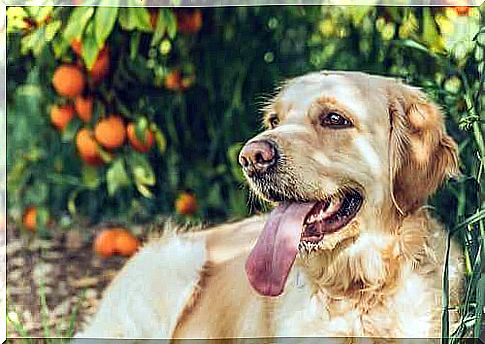 Golden retriever