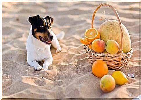 Vitamin C in dogs