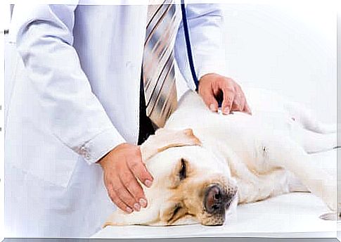 Vet examines a fur nose