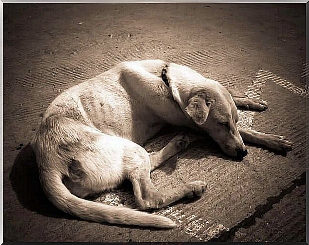 Thin dog lies on the street and sleeps