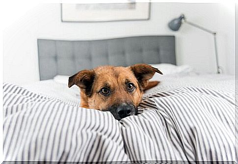 Dog lies in bed with rest