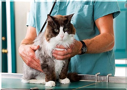 Toxoplasmosis should be treated by the veterinarian.