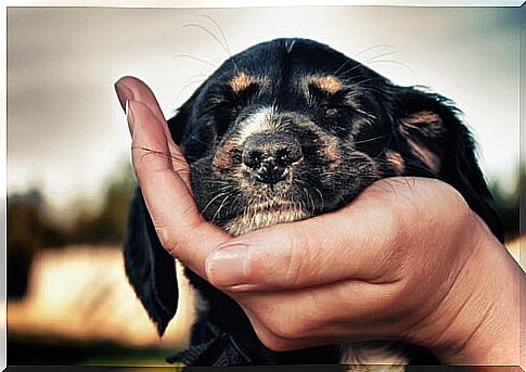 Nictitating membrane in dogs