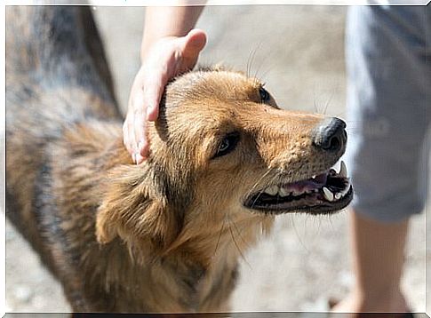 Adoption of an adult dog