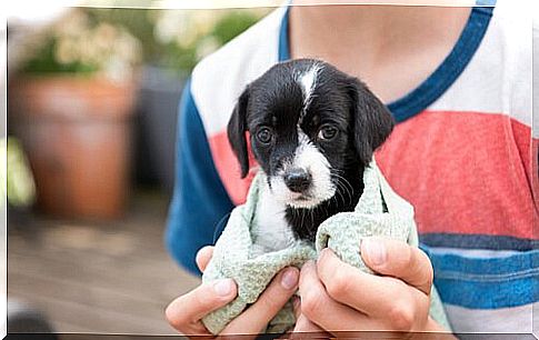 Puppies are still being adopted more often