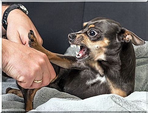 When a dog attacks, it can be pretty frightening