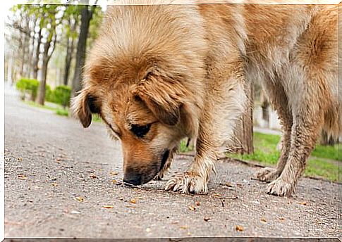 What to do if the dog eats off the street