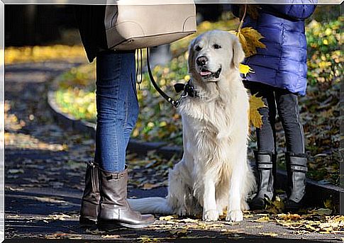 Dog does not eat from the street