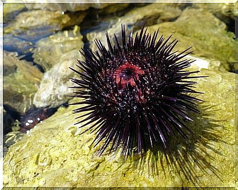 If you have been stung by a sea urchin, you should first remove the stinger.