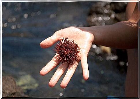 If you have been stung by a sea urchin, you have to clean the wound well.