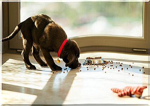 What to do if your dog gulps down his food