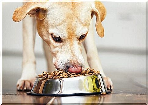 What to do if your dog gulps down its food - dog eats