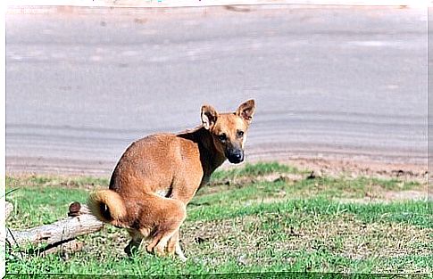 What to do if your dog gulps down his food - dog is doing in the meadow