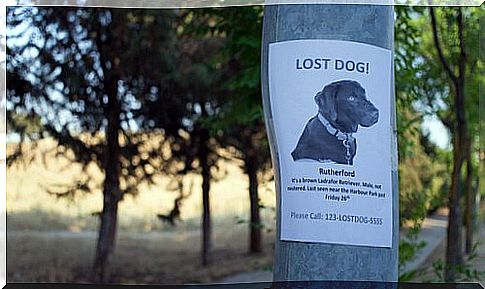 Put up posters if your dog is lost.