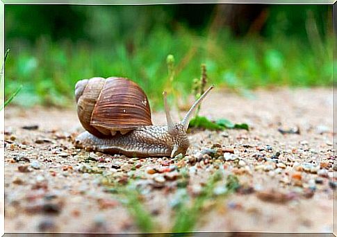 Information about the snail