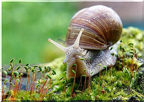 Diet of snails