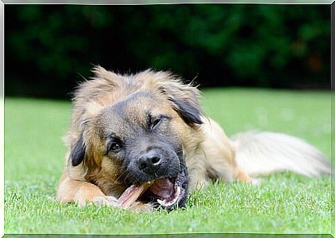 Dog eats his bone