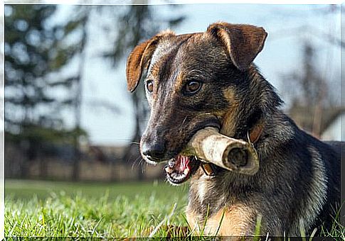 Dog with a bone in its mouth