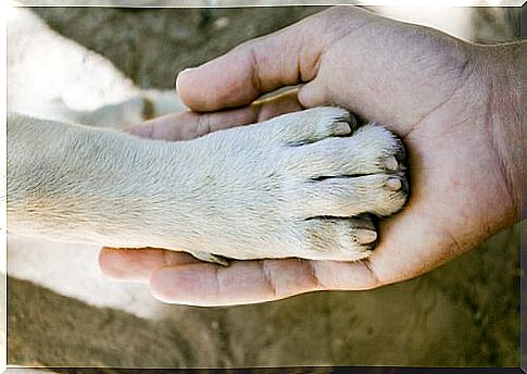 Which is the dog with the strongest paws?