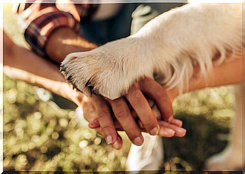 Structure of the dog paw