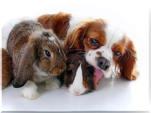 Can't dog and rabbit live together?