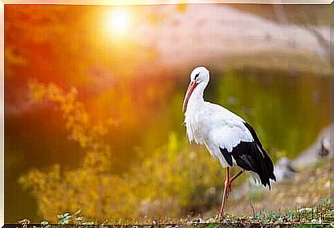 White storks: Interesting facts about the migratory behavior of these birds