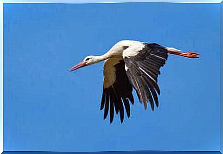 White stork migration is no longer the same as it was before