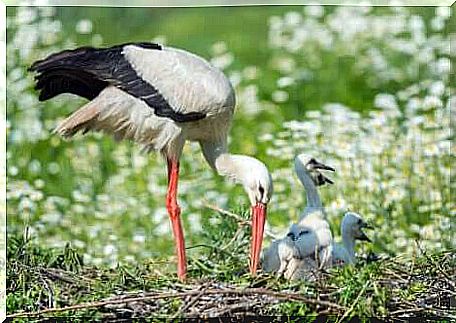 While young storks move south, adult storks spend the winter in Europe