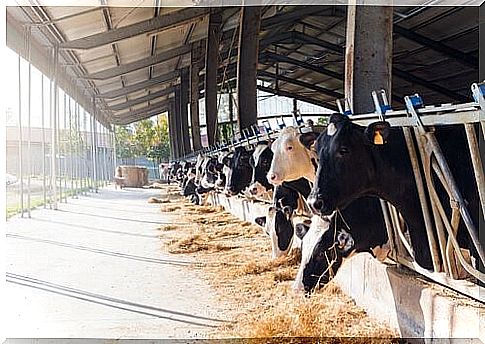 Who is Temple Grandin - cows