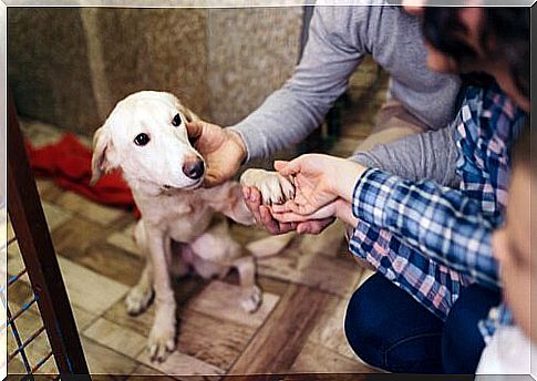 Getting to know each other in the animal shelter