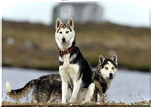 Der Siberian Husky gehört zu den herrlichsten Hunderassen