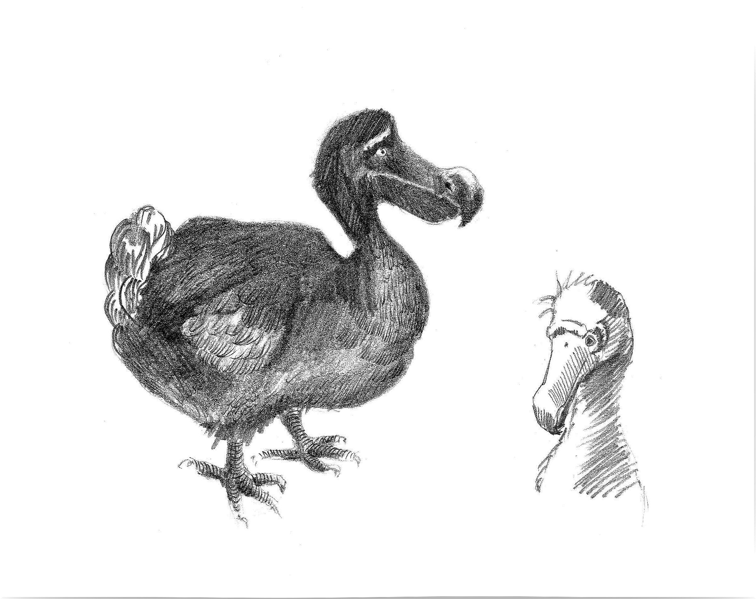 Behavior of the dodo