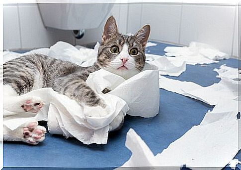 Why do cats like to come into the bathroom?