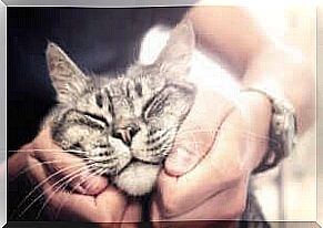 Cats live longer - the cat is petted