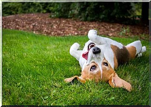 Why do dogs like to wallow in the grass?