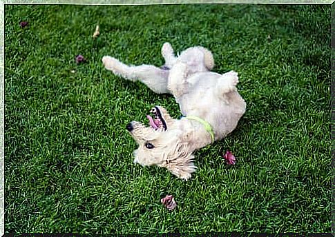 wallow in the grass