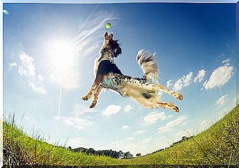 Why do dogs wake up with energy - dog jumps