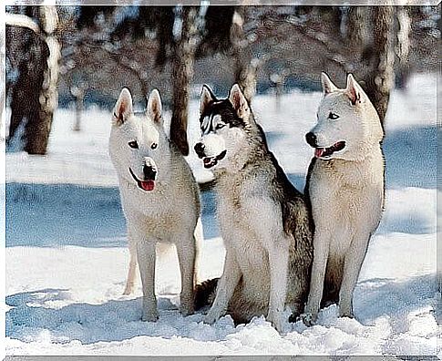 Huskies